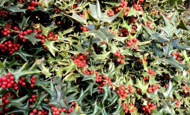 野外一种野草叫"金刚藤",叶片不规则有个性,结了红果子真好看