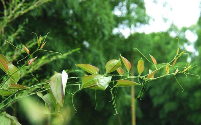 野外一种野草叫"金刚藤",叶片不规则有个性,结了红果子真好看