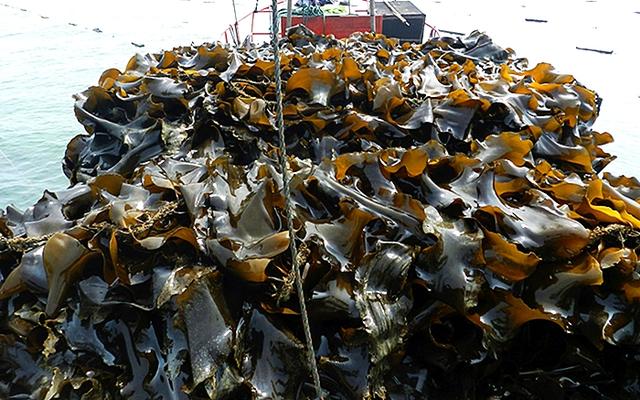 海带应该怎么挑选