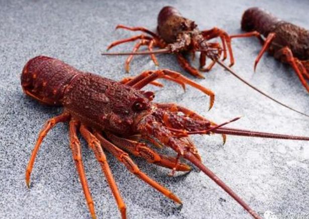 号称世界上最大的淡水龙虾这座岛上到处都是六公斤算是路人