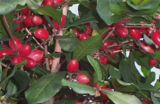 今天小编主要给大家介绍一种,海南的"神秘果",它也被称为"变味果".