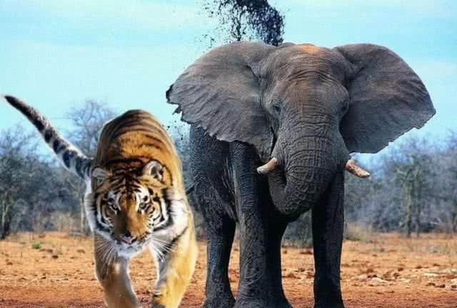 老虎能杀死一只成年且健康的大象吗?你猜准了吗