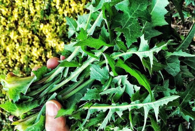 三月挖野菜别光挖好吃的,一种"苦味"野菜价值很大|苦菜|野菜|苦味_新