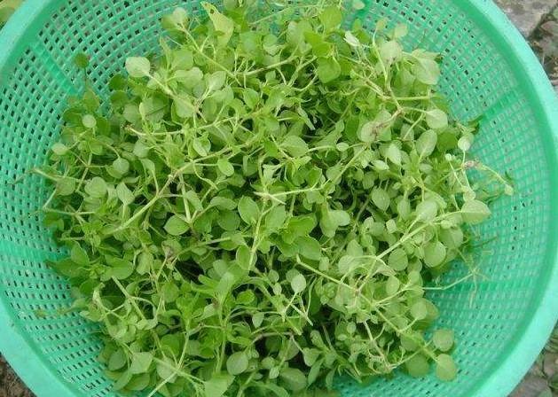 不知你们当地有没有吃鹅肠草的习惯呢?