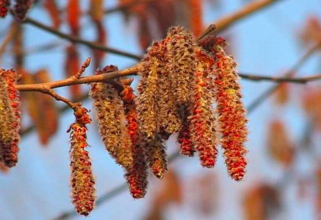 春天里的野菜,路边常见的"杨树芒子",在农村里居然是美味
