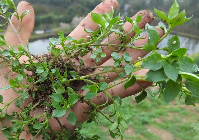 农民见了连根拔,殊不知是价值珍贵的"和尚菜",有乌发作用