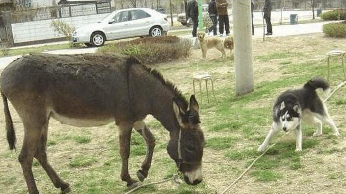 哈士奇嚣张挑衅毛驴,一口咬住毛驴的尾巴,这胆子也太肥了