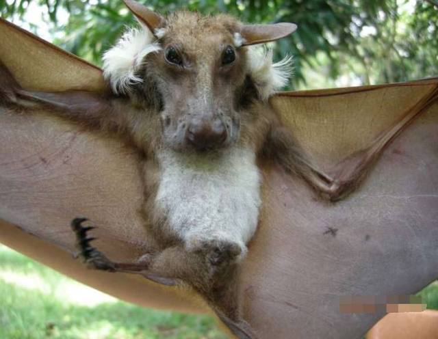 男子在非洲发现一只头部长得像狗的蝙蝠,专家道出原因网友不淡定