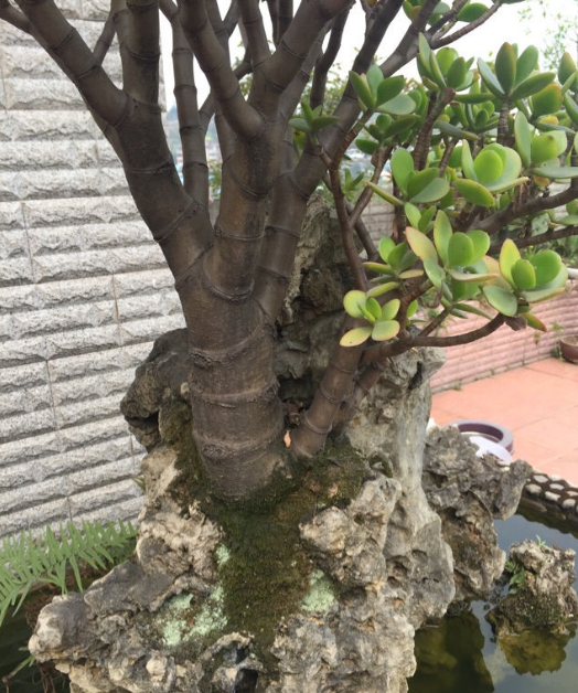 石头上的玉树,从一片叶子长成极品老桩,花了整整10年!