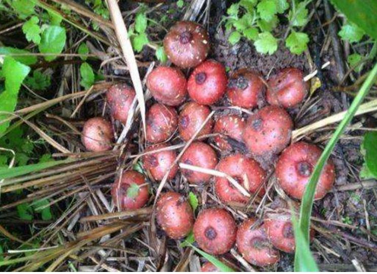 农村这种"小地瓜",如今也有农民开始种植,城里卖80