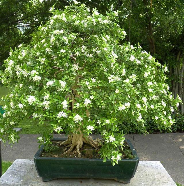 现在的这些日子里,带着香气的植物九里香可谓说是越来越受欢迎了,因为