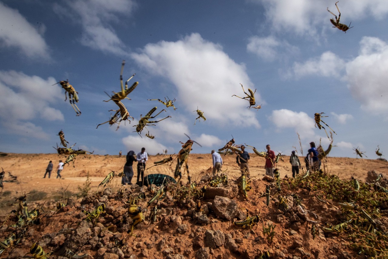 蝗灾|蝗虫|蚂蚱_新浪新闻