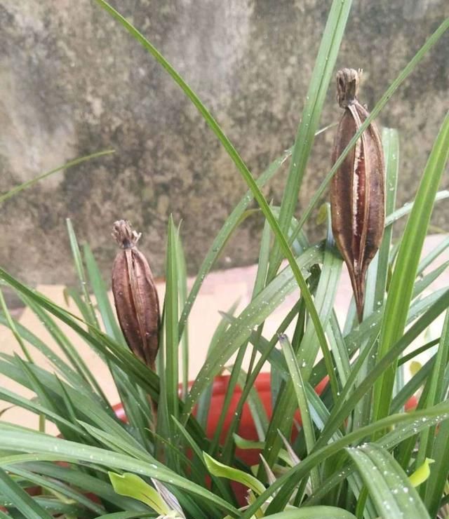 种子繁殖几乎个人难以操作,野生兰花在开花结果以后,种子会散落在地上