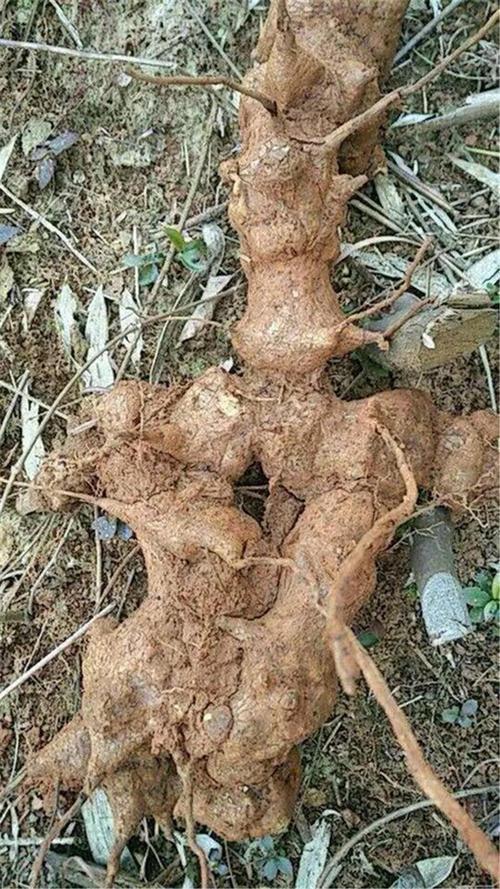 野外一种野草叫"金刚藤",叶片不规则有个性,结了红果子真好看