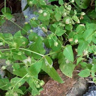 另外鹅肠草的药用价值,这点可能古书籍上记载更多,其中《蜀本草》