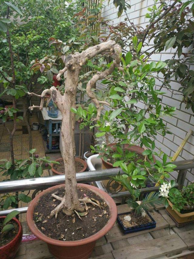 家养一盆花香飘香九里,这样打理效果更好|九里香|香味|造型_新浪新闻