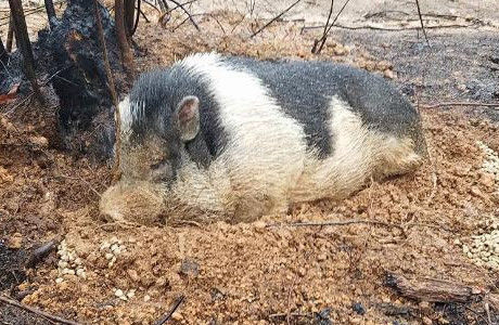 一只宠物猪躺在火中一动不动,主人赶来看后忍不住想哭泣