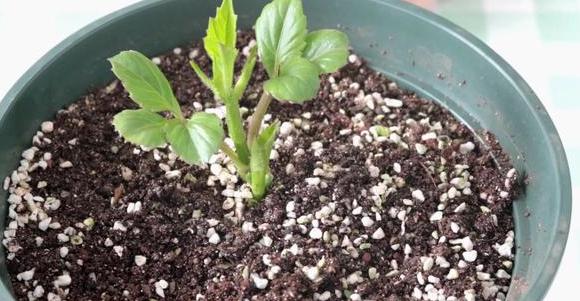 早春寒,该如何养好小丽花?放在通风处"保命",等待暖阳天