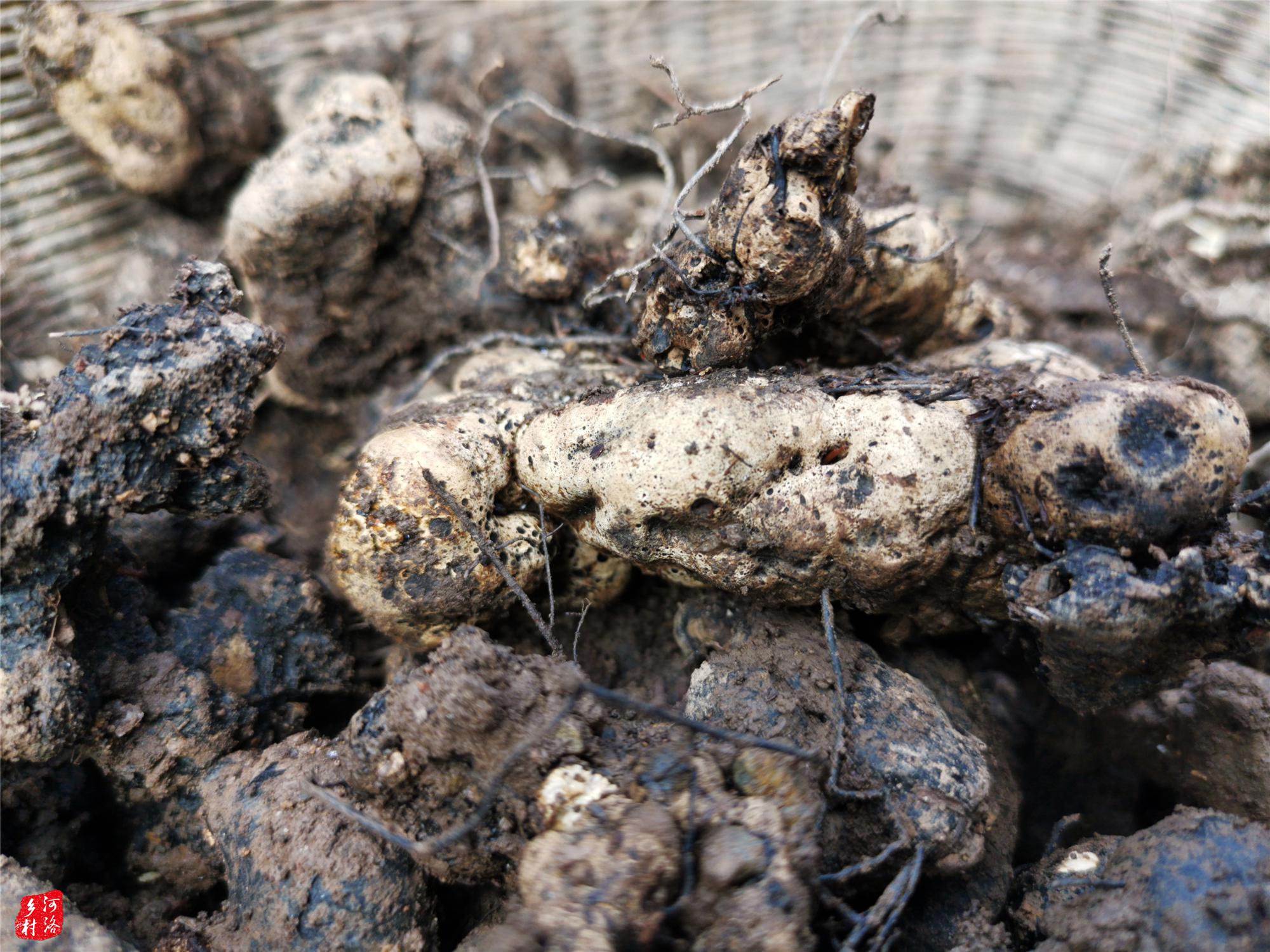 山村大叔种一窝"宝贝",最贵时候能换一头牛,柴堆覆盖最怕偷
