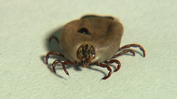 男子看到一条蛇,想抓回家去,细看后,让人浑身不自在了|浑身|蜱虫|脑袋