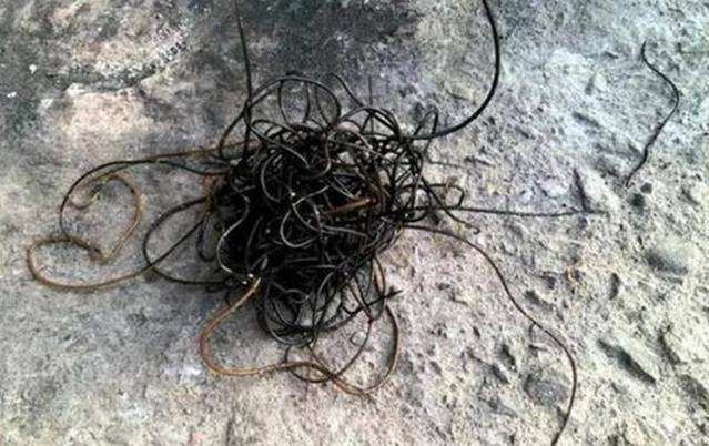 男子河边掉上来一团黑色线团,看清后吓坏,赶紧扔掉了|线虫|鱼竿|虫体_