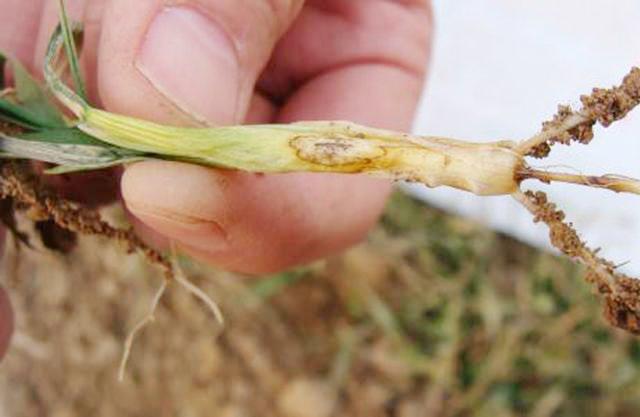 小麦拔节期常见的一种病害茎部出现腐烂45月也是高发期