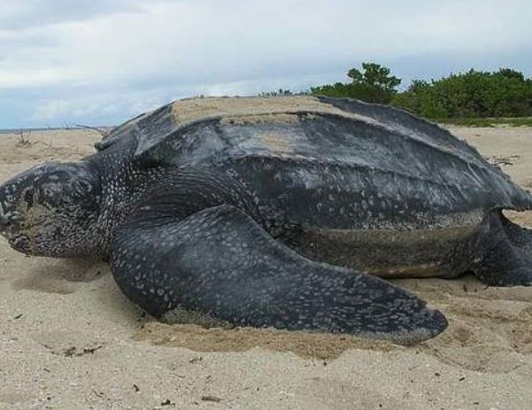 但这种现已灭绝的动物还是被认为是有史以来最大的陆地龟