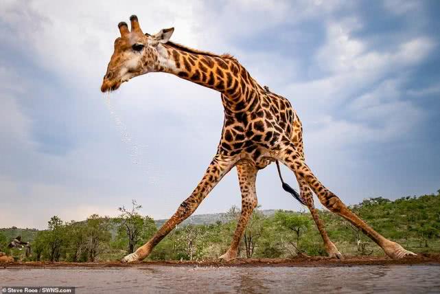 非洲5米长颈鹿劈叉喝水,低头不易一天一次,网友:大长腿太诱人