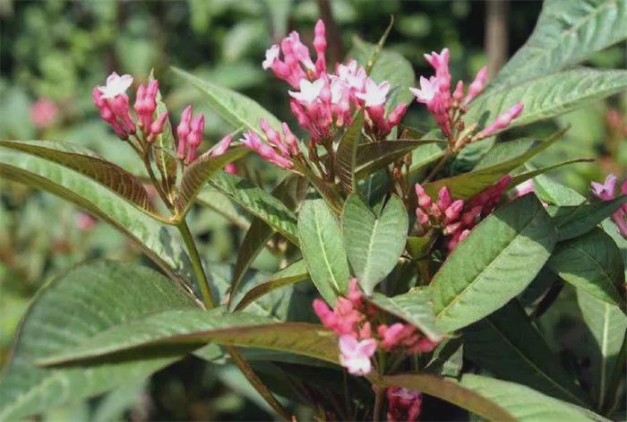 农村植物"鸡骨常山",果实像辣椒,根含"黄金",一斤要卖18块