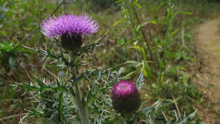 农村一种植物"将军草",是农民喜欢的野菜,凉血止血,味道好|大蓟|将军
