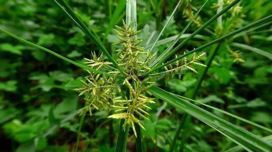 一种不惹眼的野草名叫香附子价值高用处多很多人爱家养