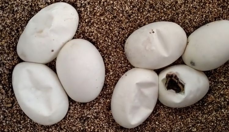 男子草丛下发现了一窝蛇蛋,带回家里为其接生,激动地直呼太幸运