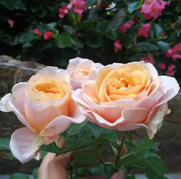 月季幸运柯德娜温柔而柔软的外表却有着坚硬而顽强的品质