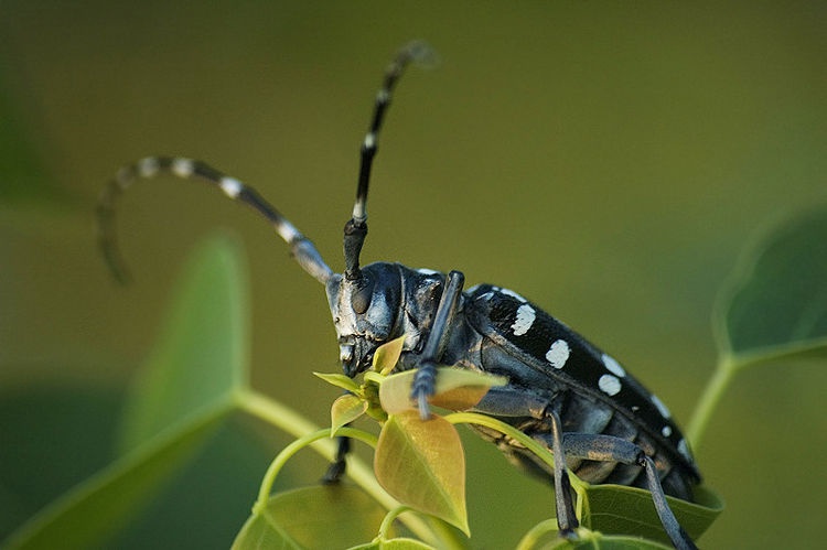 牛郎|虫子|天牛_新浪新闻