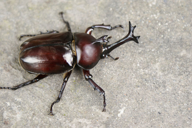 八十年代吃不到肉,我们用长着角的虫子开荤?|牛郎|虫子|天牛_新浪新闻