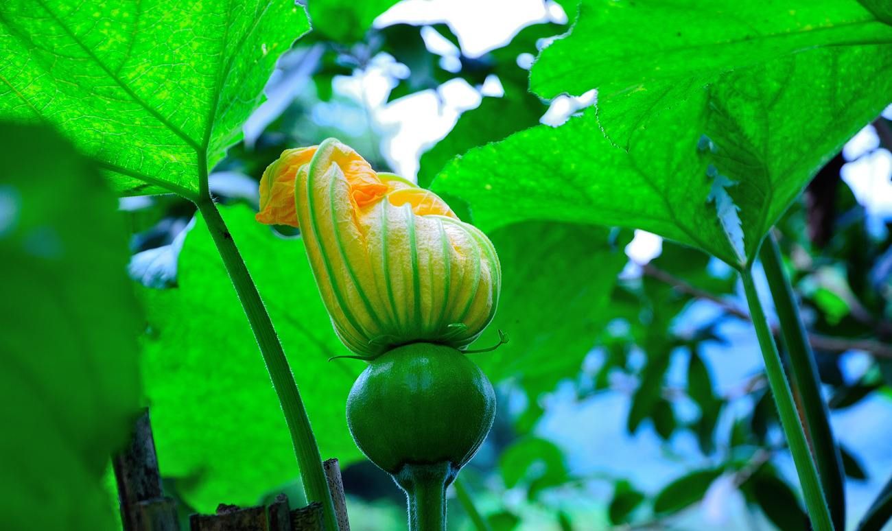 南瓜已经开始开花了,可是落花落果严重,如何防治呢?