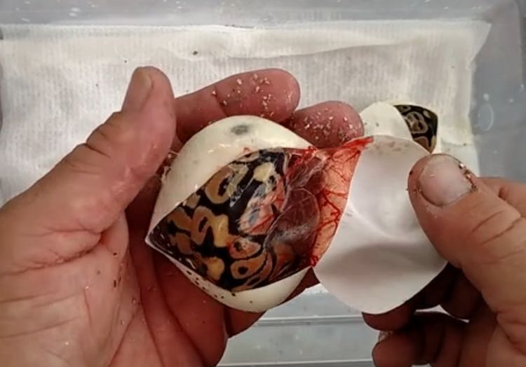 当男子剪开蛇蛋,掀开一看,虽然这上面还有些许血色