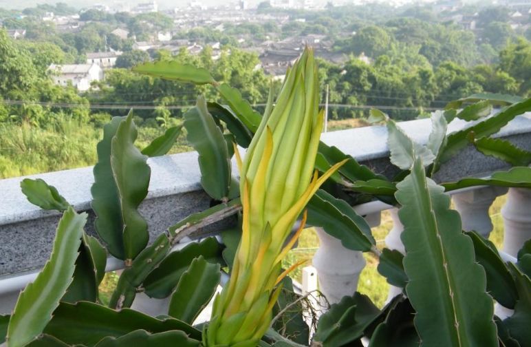 农村种植的这种假昙花花朵炖汤喝很营养而且口感非常好