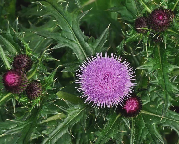 农村一种植物"将军草",是农民喜欢的野菜,凉血止血,味道好|大蓟|将军