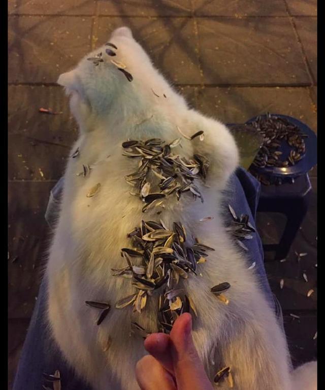 主人把瓜子壳都吐到猫咪身上,猫:你玩够了吗?拿我当垃圾桶啊?