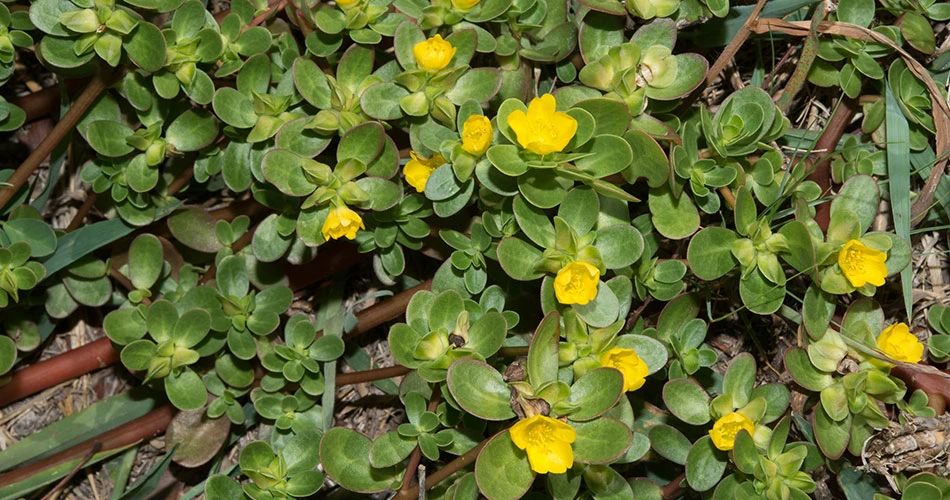 对很多人来说马齿苋只是一种杂草却忽略它的好处