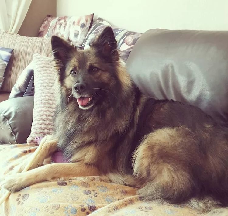 这只"小飞象"把我萌出鼻血了,混血儿的颜值就是不一样!