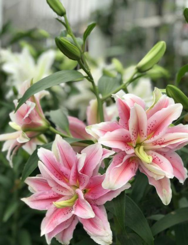 百合花花后修剪有讲究 保养种球是关键 下次开花更美观 热备资讯 百合花花后修剪有讲究 保养种球是关键 下次开花更美观 热备资讯