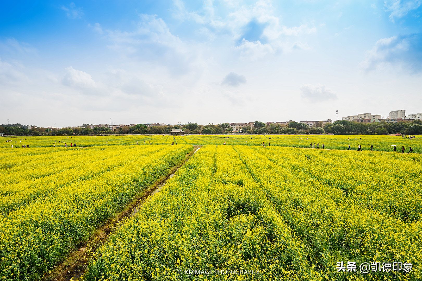 中国最美的油菜花海?这4个地方,你最喜欢的是哪一个?