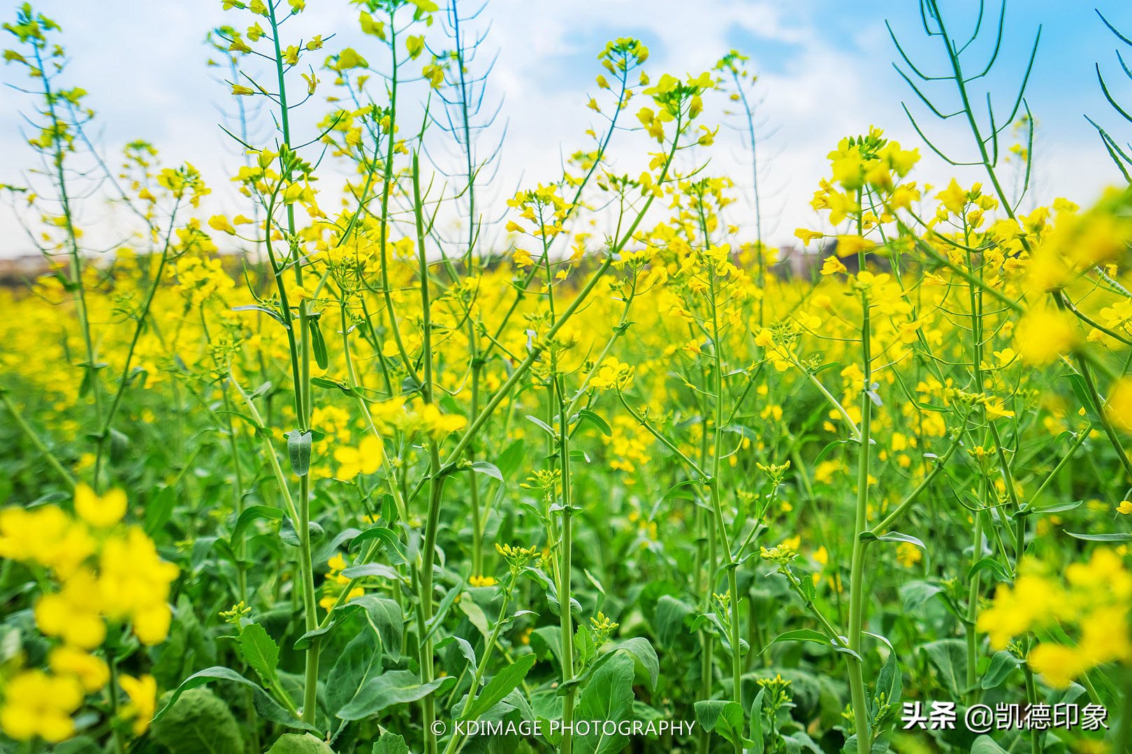 中国最美的油菜花海?这4个地方,你最喜欢的是哪一个?