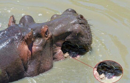角马母子过河惨遭河马拦截,久未开荤的河马一口将小角马吞下