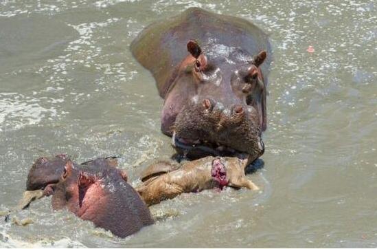 角马母子过河惨遭河马拦截,久未开荤的河马一口将小角马吞下