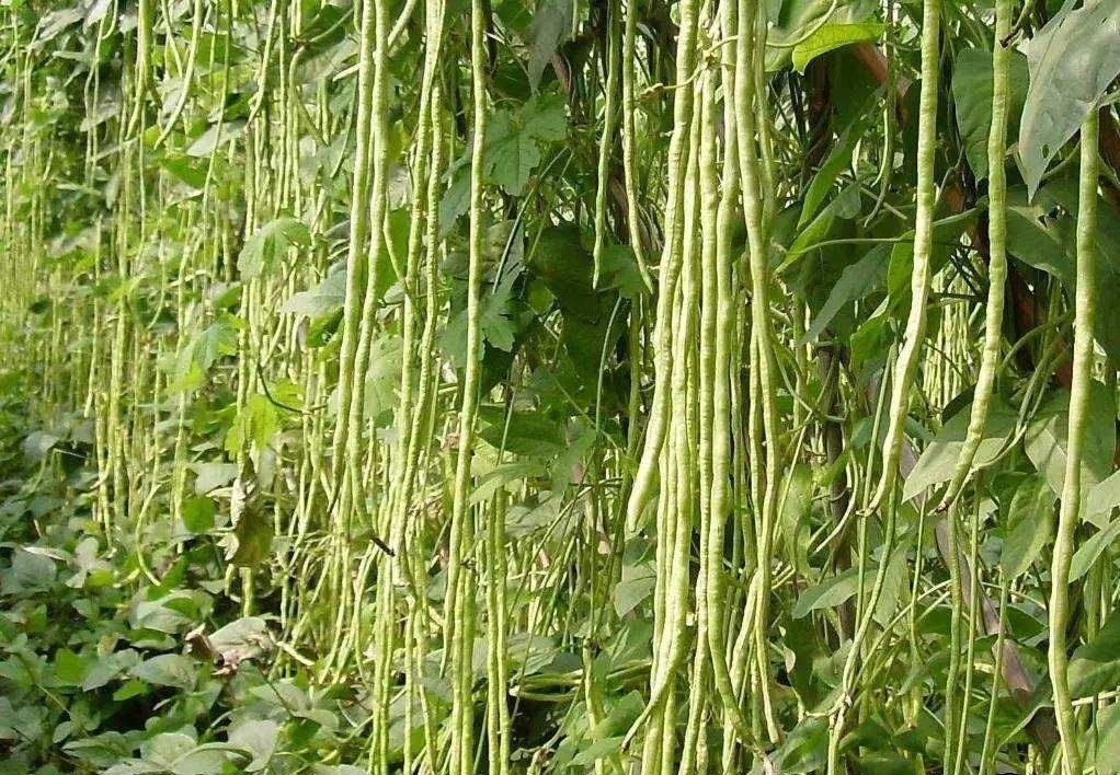 架豆角如何科学施肥