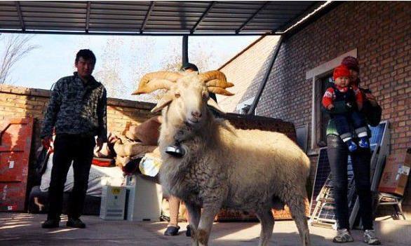 农村大叔养羊多年,竟养出六角山羊,专家也只能这样解释