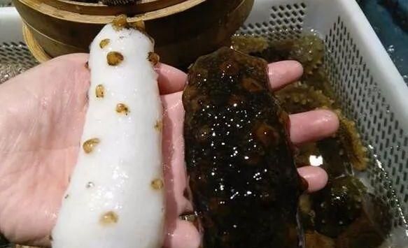 极为稀有一种海参,白得透明的白玉参,20万只海参中才出现一只